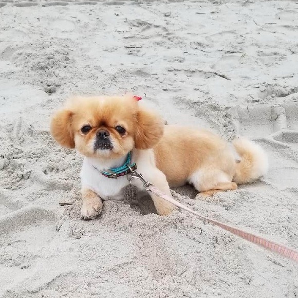 Meet your Posher, Danielle - Picture 2 of 12